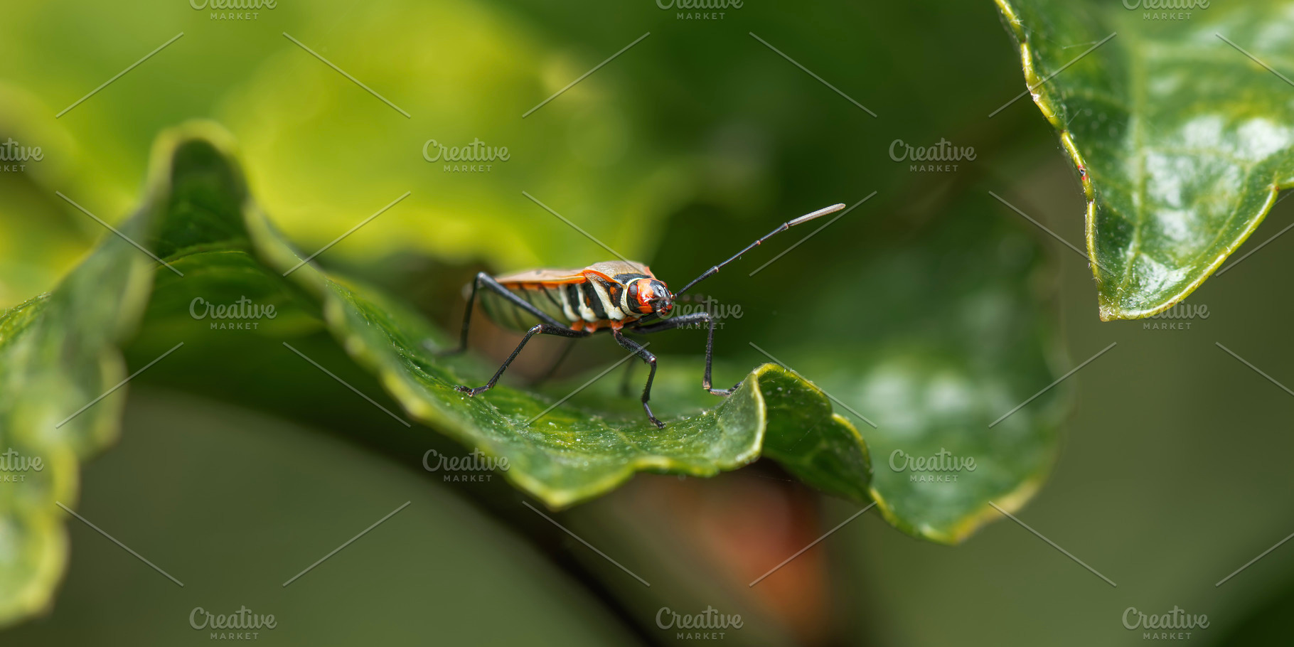 Fork-banded Cotton Bug, an Animal Photo by Rob D Animal Photography