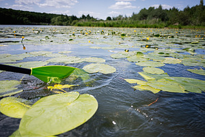 Green paddle touching lily-covered tranquil water with scenic natural landscape, a Photo by AS photostudio
