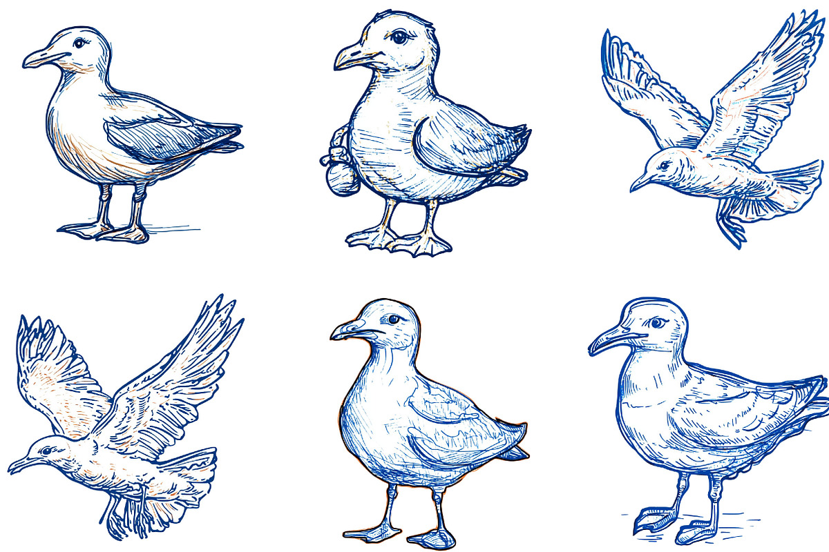 Hand Drawn Seagull Clipart PNG, an Illustration by Designking (Photo 4 of 4)