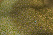 AUTUMN AND WINTER TEXTURE PACK, a Textures & Material 3D Model by Beatheart Creative Studio (Thumbnail 56 of 58)