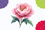 Watercolor Blush Peonies Flowers, an Illustration by designcity5 (Thumbnail 5 of 5)