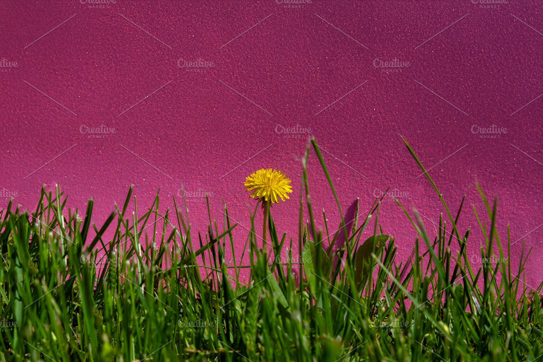 Bright yellow dandelion standing amid green grass with a bold pi, a Nature Photo by Ales Munt