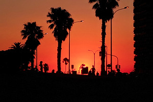 Silhouetted palm trees and people at sunset on the coast, a Nature Photo by DanFLCreativo