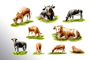 Dairy Farm. Watercolor collection, an Animal Illustration by Daria Ustiugova (Thumbnail 9 of 11)