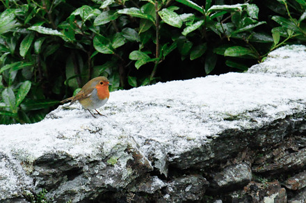Robin in the snow stock photo containing robin and bird