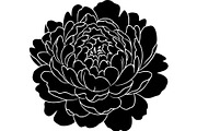 Peony Flower Silhouette, an Object Graphic by Designer_Momina (Thumbnail 15 of 18)