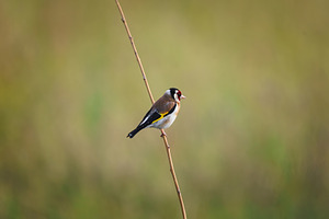 Single goldfinch (Carduelis cardueli, an Animal Photo by AlexBush