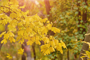 Autumn park with falling yellow maple leaves and bright sun shin, a Nature Photo by ndanko