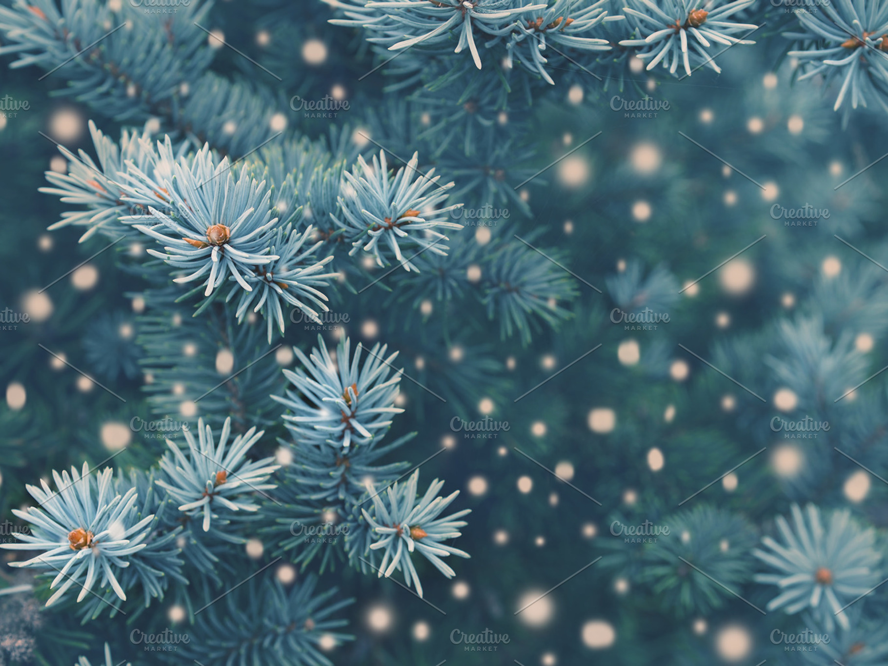Winter magic in the forest, a Holiday Photo by Lifemorning