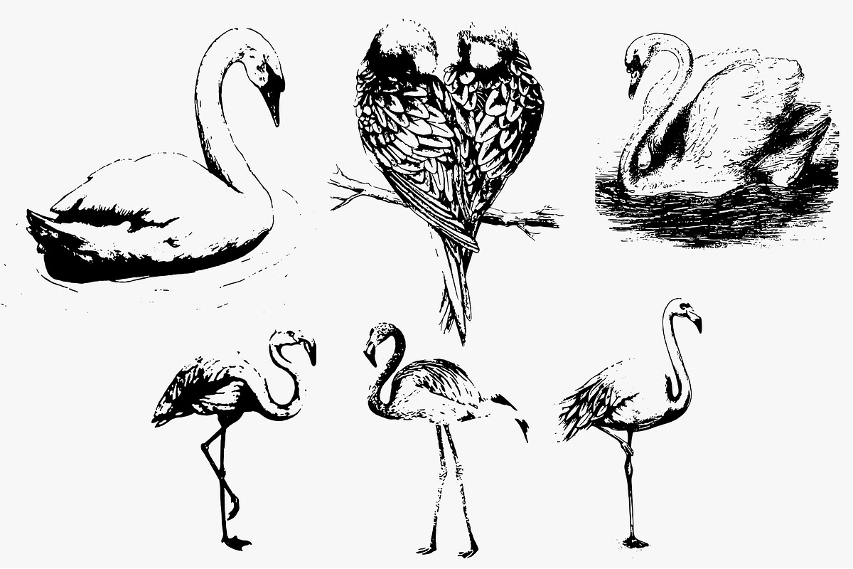 Birds set vector. Silhouette images, an Animal Illustration by AnastasiyaOleynik (Photo 8 of 8)