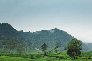Tea garden containing tea, garden, and nature