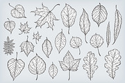 Hand drawn leaves collection, a Decorative Illustration by IreneArt illustrations (Thumbnail 2 of 4)