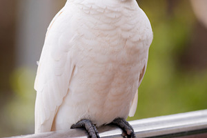 Sulphur Crested Cockatoo, an Animal Photo by THP Creative