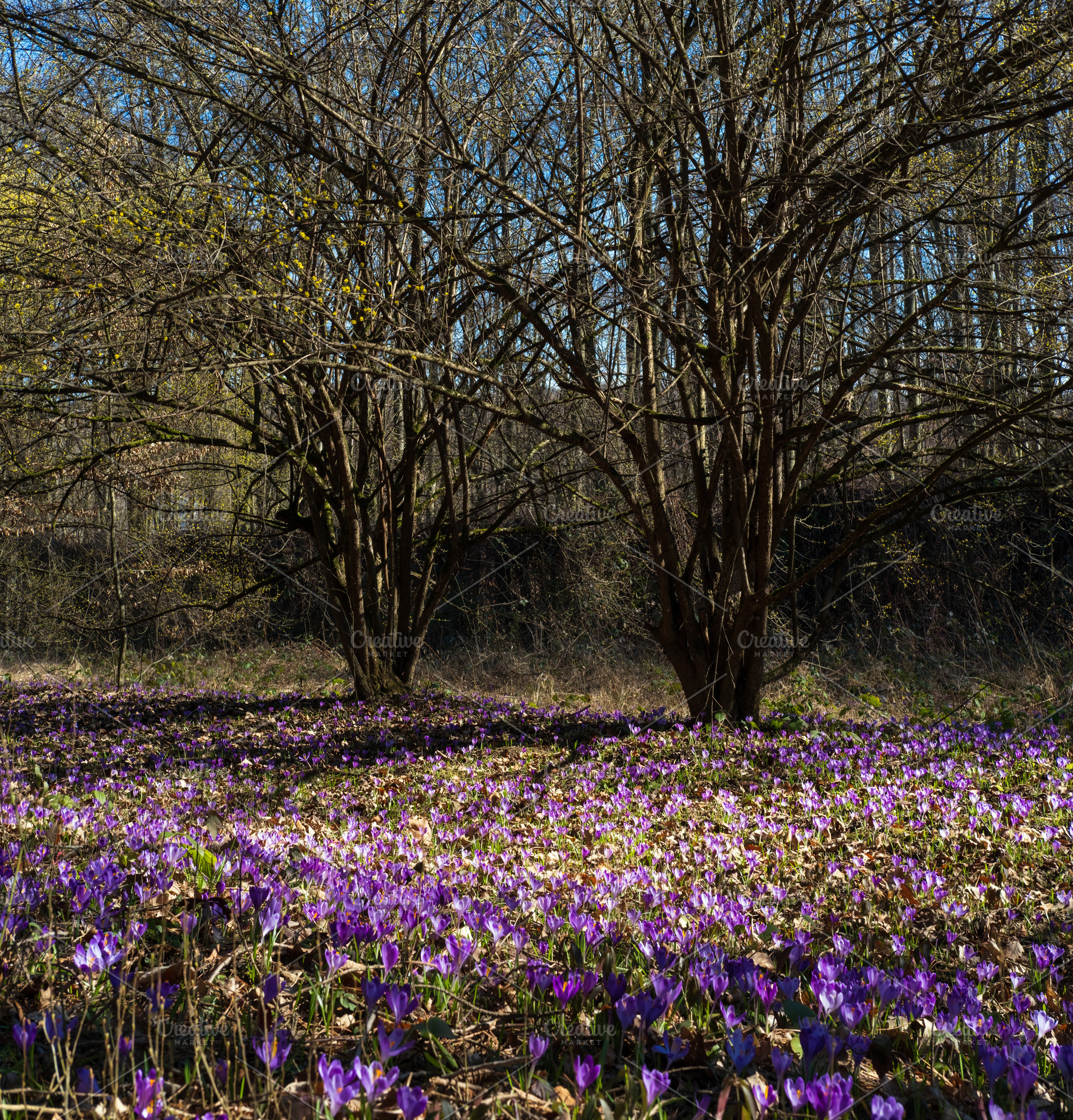 Violet Crocus heuffelianus (Crocus vernus) flowers in spring for, a Nature Photo by YuriyB