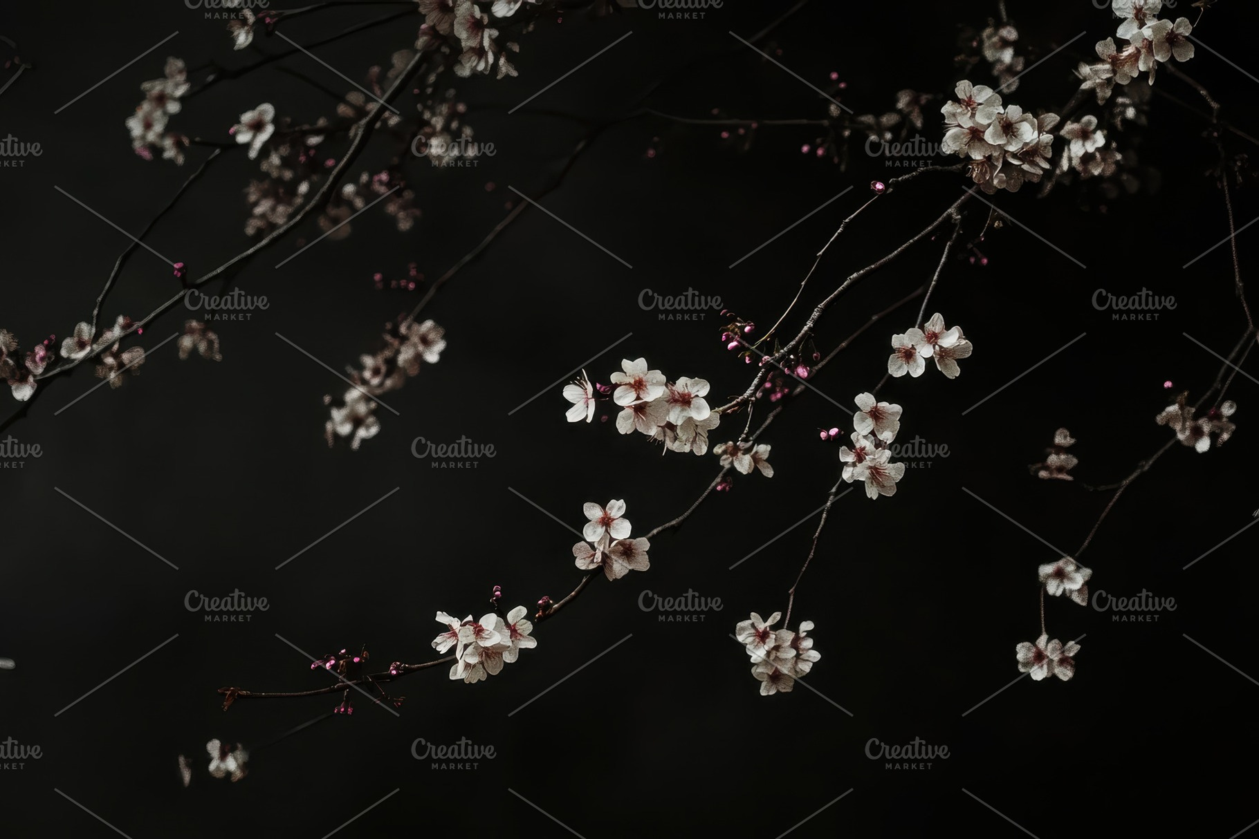 Cherry blossoms bloom on branches in, a Photo by Iftikhar Alam