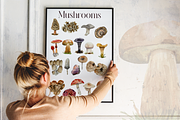 America Mushroom Watercolor Set, an Education Illustration by Tati Bordiu (Thumbnail 4 of 6)