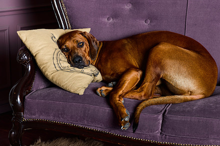 Rhodesian Ridgeback sleeping wiyh its head on a pillow