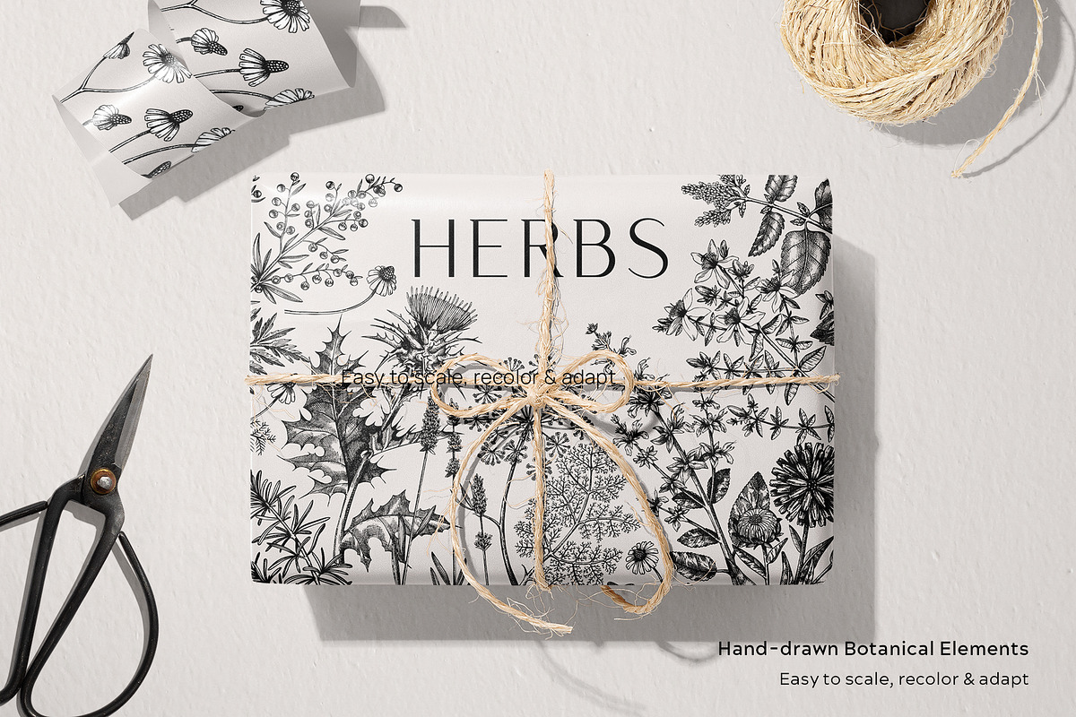 25 Medicinal Herbs Vector Collection, a Healthcare Illustration by Yevheniia (Photo 6 of 11)