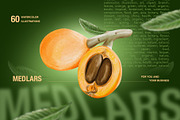 Loquat watercolor clip art, an Illustration by Alena Sid (Thumbnail 1 of 15)