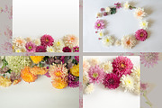Garden flowers. 22 foto, a Beauty & Fashion Photo by olly87 (Thumbnail 4 of 6)