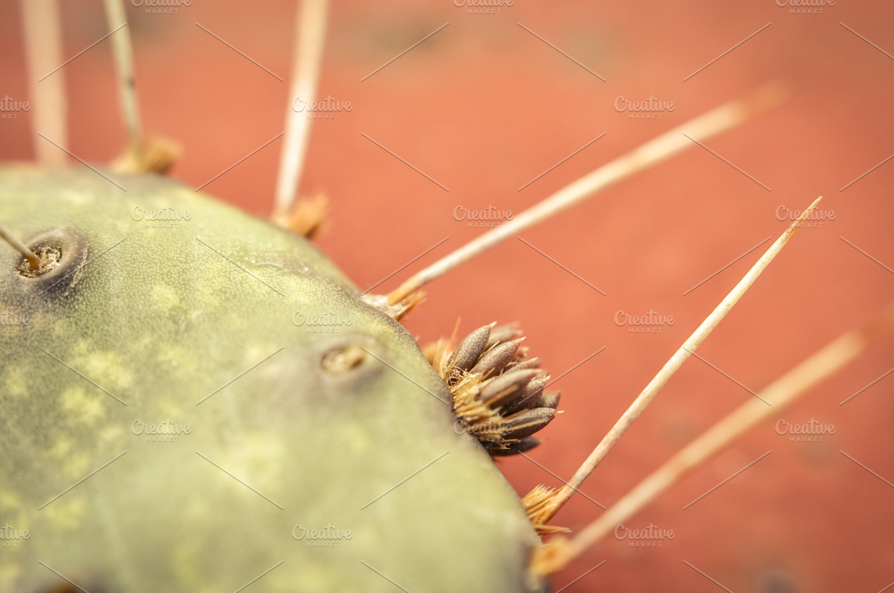Ground Cactus