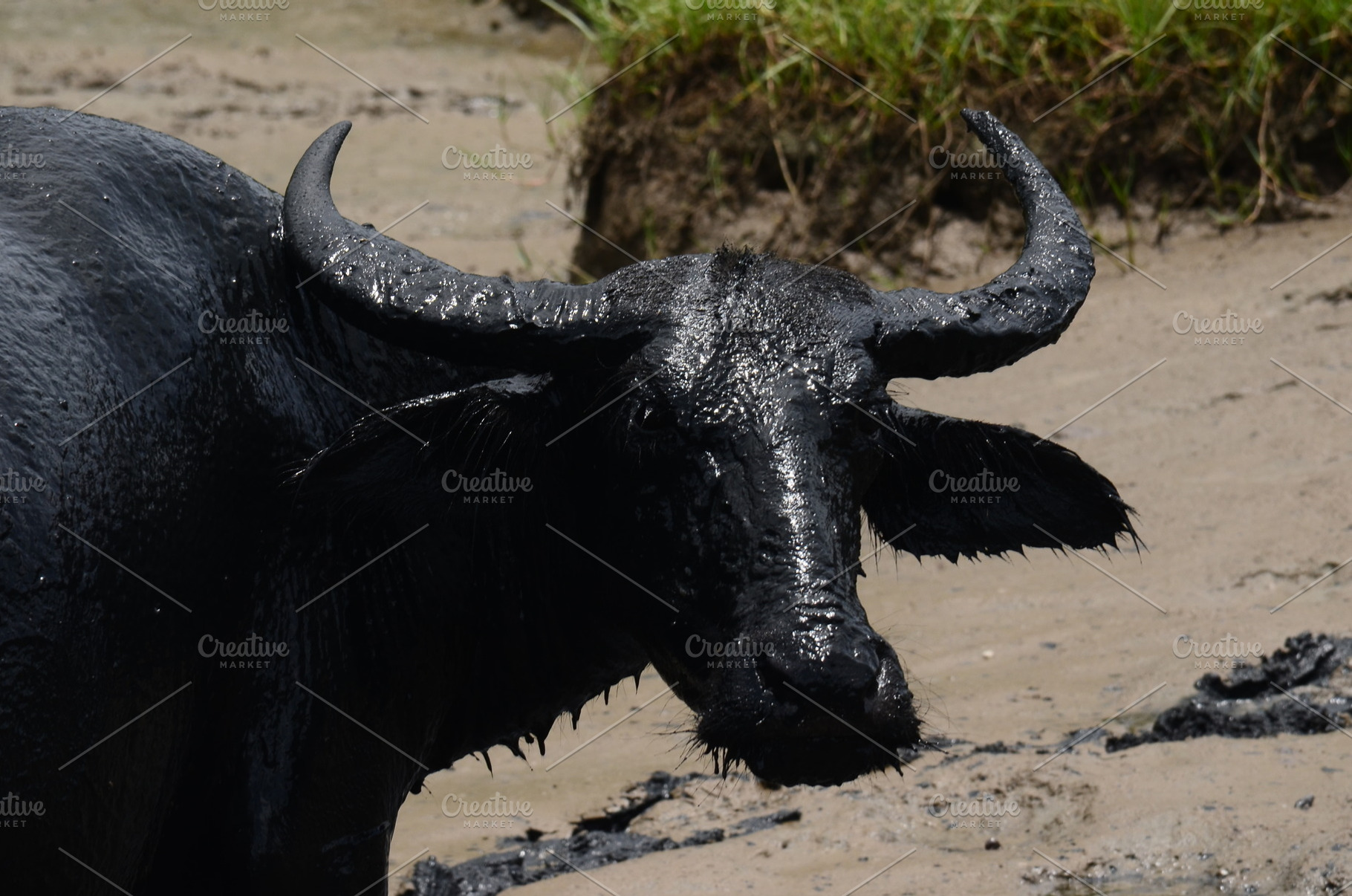 Mud Covered Buffalo, an Animal Photo by bastera