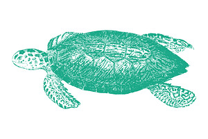 Vector Sea Turtle Illustration