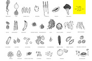 Fruit & Veg - Hand Drawn Vectors, a Food Illustration by STUDIO PAF (Thumbnail 2 of 8)