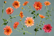 Coral Mums -Realistic Flowers, an Object Graphic by Turning Moss (Thumbnail 3 of 5)