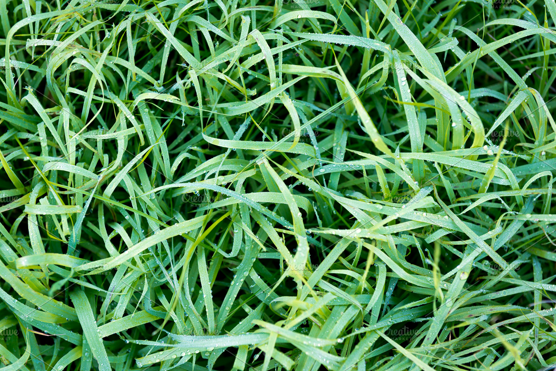 Frosty Grass, a Nature Photo by THP Creative