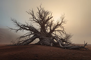 48 Dying Tree Images, a Nature Photo by h.utomo (Thumbnail 26 of 48)