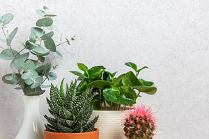 Eucalyptus branches, succulents, and cactus plants creating a co, a Business Photo by Olena Rudo