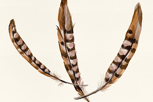 Watercolor Feathers Talking Sticks