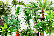 Plant Leaves Foliage Mega Pack, an Object Graphic by Sladedesign (Thumbnail 3 of 5)