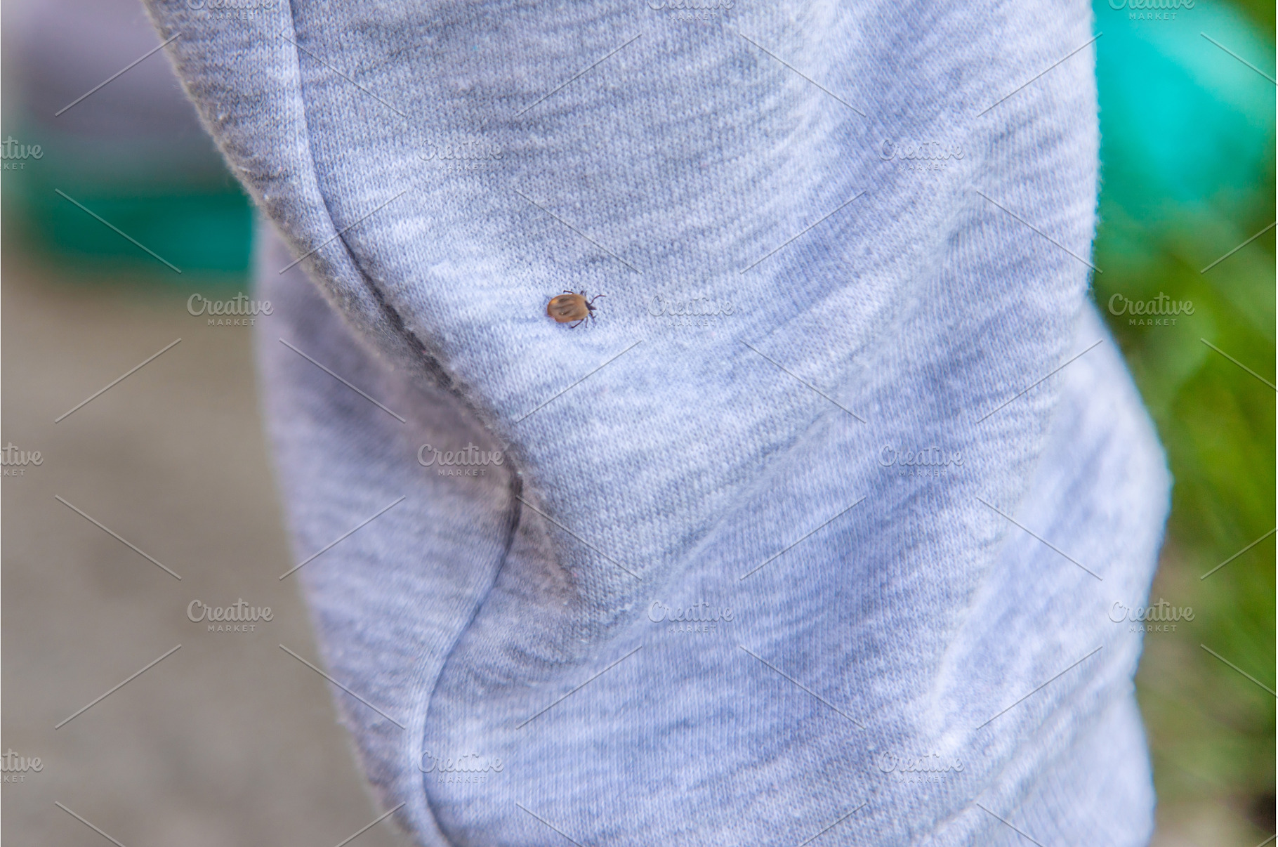 Tick on human clothing. Selective, an Animal Photo by yanadjana