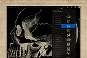 50 Procreate Anatomy Stamps, a Brush Add-On by Endete & Mazak brushes (Thumbnail 4 of 7)