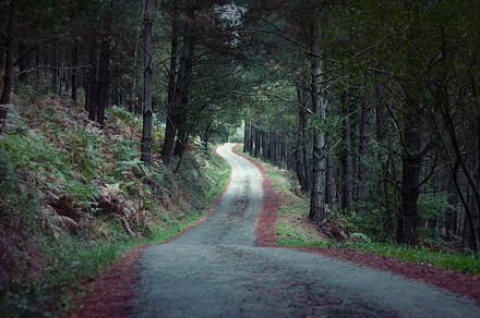 Rural road in a dark pine forest