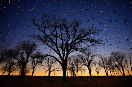 A stunning long - exposure shot of barren trees against the back, a Nature Photo by designvectx