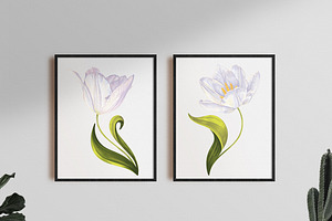 Realistic Vector White Tulips Set