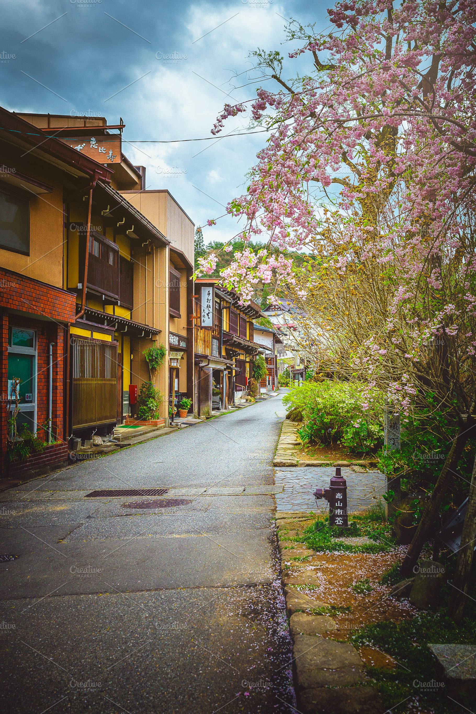 Spring. Flower., a Nature Photo by phoNGuyen Photography