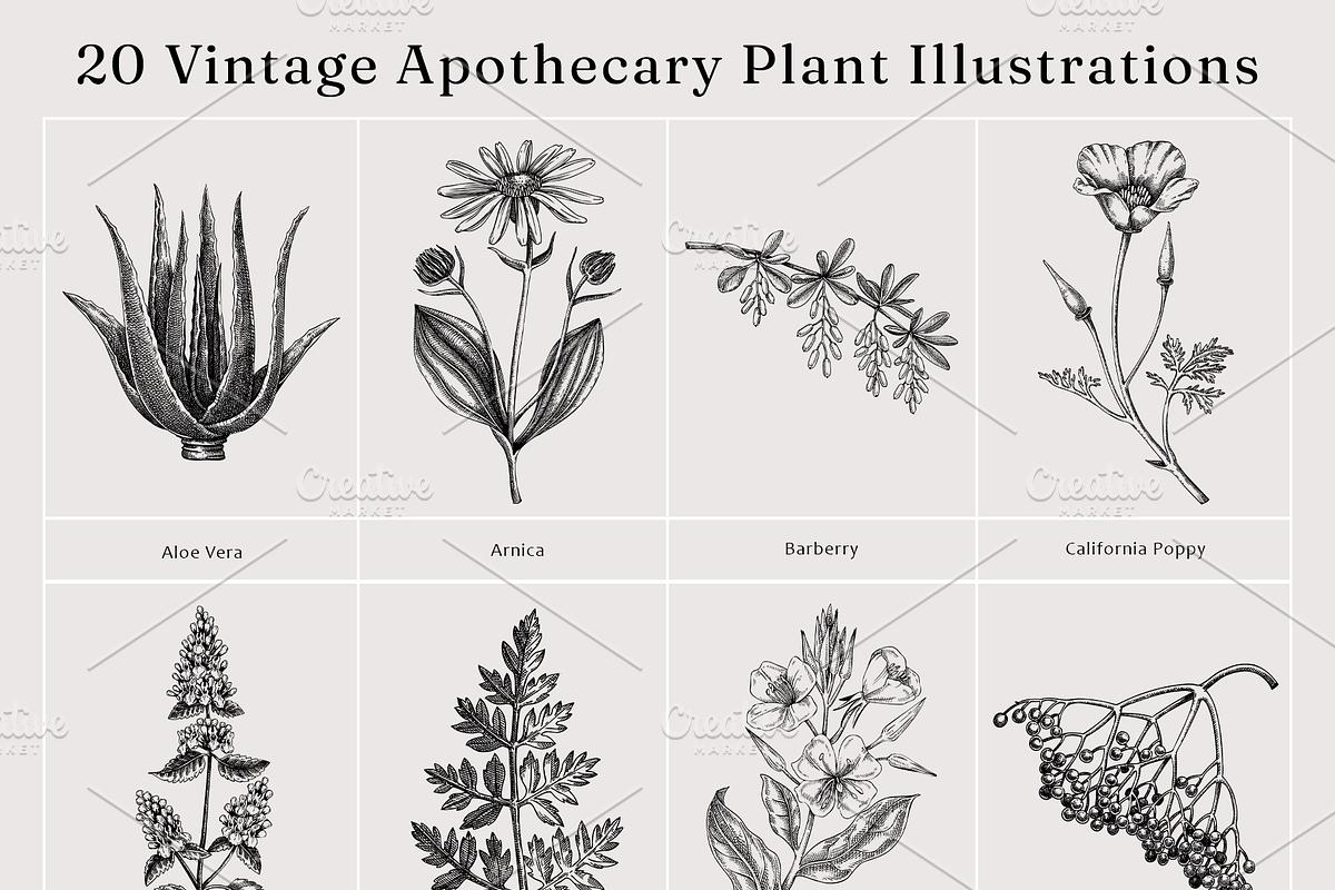 Apothecary Plants & Herbs Vector Set, a Healthcare Illustration by Yevheniia (Photo 10 of 11)
