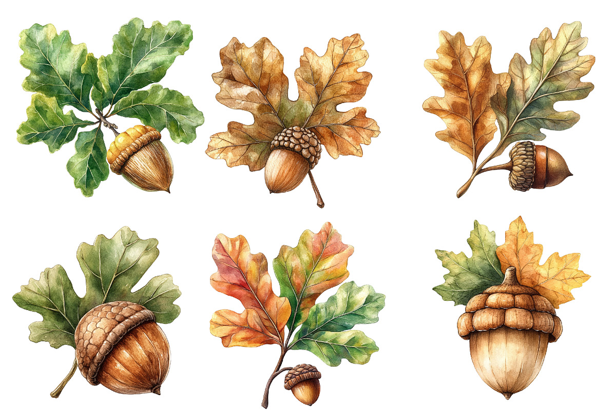 Watercolor Acorns & Oak Leaves, an Illustration by Designworld (Photo 3 of 5)