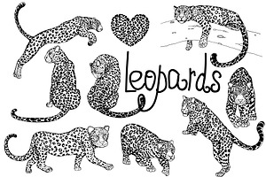 Leopards 3
