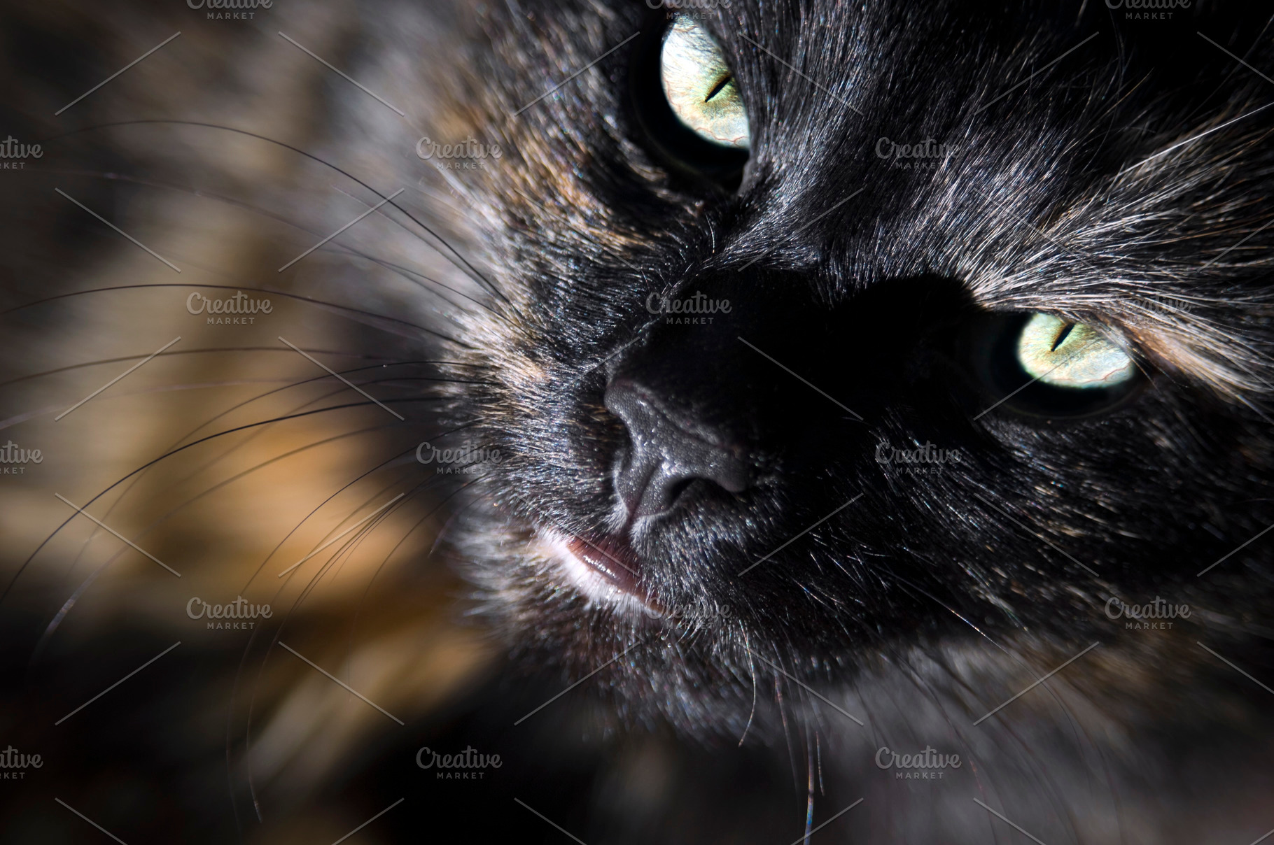 Cat Looking Up, an Animal Photo by THP Creative