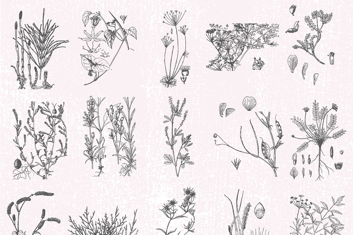 Dried Flowers, Petals, Shoots, an Illustration by TheBlackPixelCo (Photo 8 of 8)