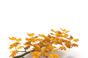 Maple Branch Yellow V2