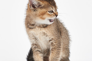 Small gray kitten of the Scottish Straight breed, an Animal Photo by ndanko