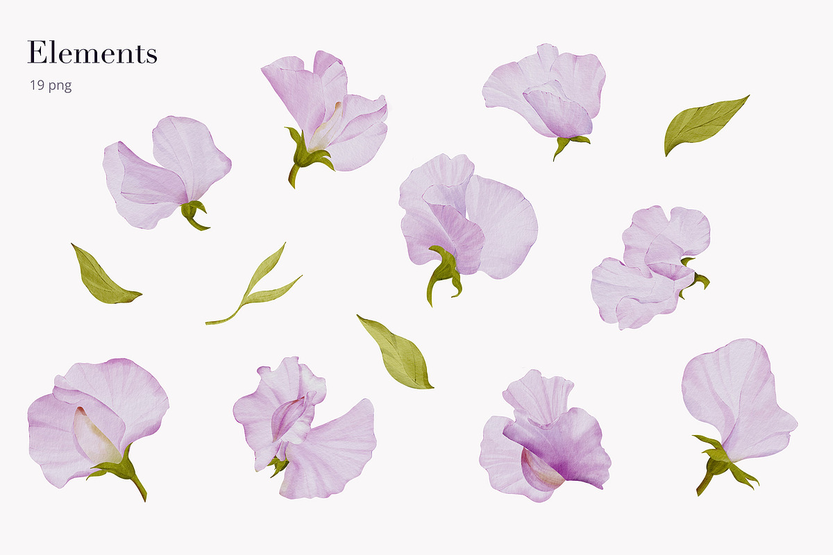 30% Off - Sweet Pea Watercolor, an Object Graphic by bloomscape (Photo 2 of 13)