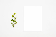 Modern Mockup, Clean Mockups, a Background Photo by BlueBooks (Thumbnail 14 of 14)