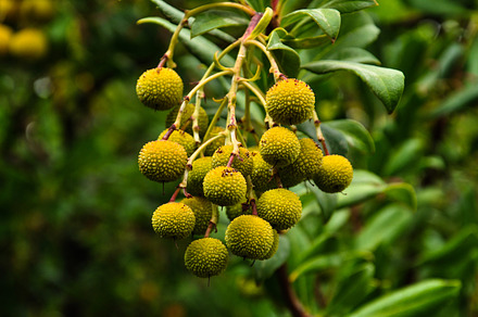 Arbutus